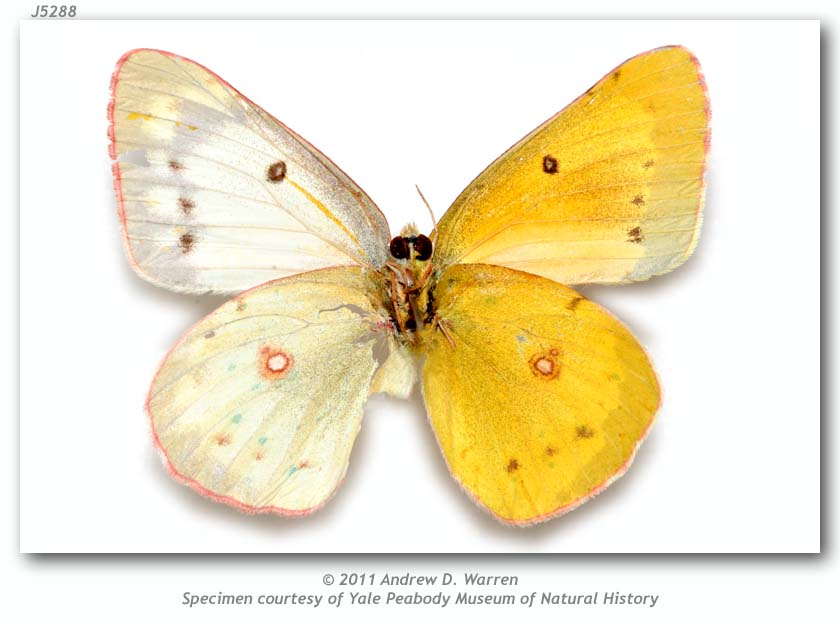 Colias eurytheme (bilateral gynandromorph, 9-16-1972, PMNH, verso) (Internet Image property of respective owner, non-commercial use only)